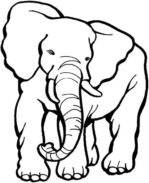 pin  african elephant coloring pages
