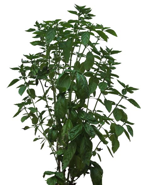 bush texture plant foliage png picpng