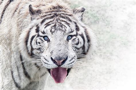 jardim zoologico tigre animal foto gratuita  pixabay