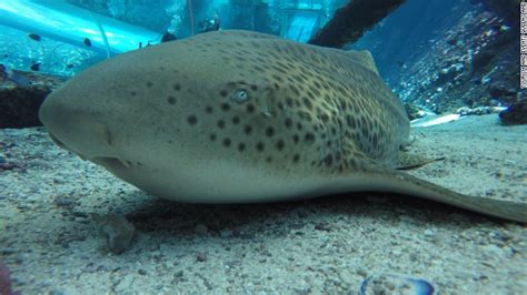 Zebra Shark Surprises Scientists After Giving Birth Without Male Cnn