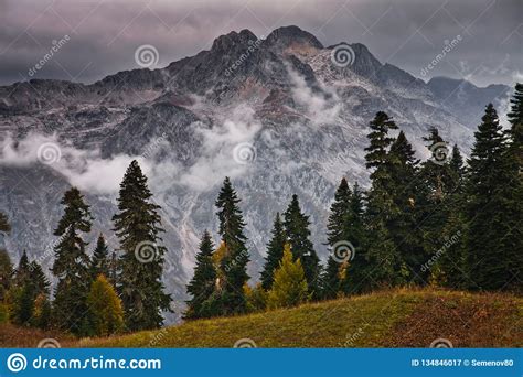 gloomy rocky top   mountain  thunderclouds fir trees autumn landscape stock