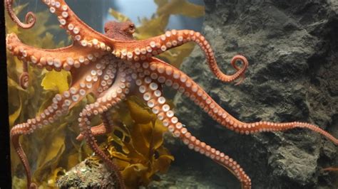 spanish octopus  seafood uk