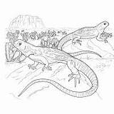 Coloring Pages Lizard Reptile Monitor Animals Grasshoppers sketch template