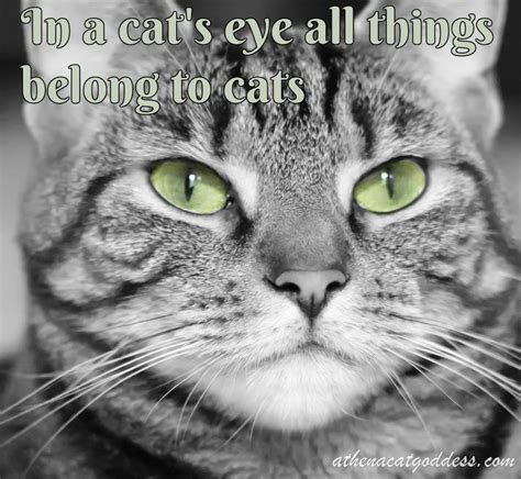 Athena Cat Goddess Wise Kitty Wordless Wednesday Cat Quotes