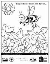 Coloring Bee Pollen Bees Pollinator Sheet Pdf Pages Science Sheets Fnl Users  Prek Students Natural sketch template