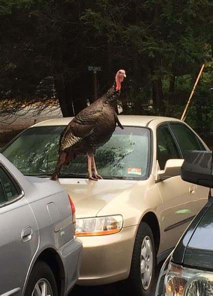turkeys running amok are a ‘success story in new jersey the new