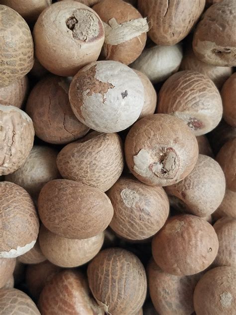 wholesale betel nuts world seed supply
