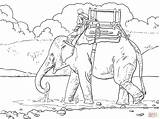 Coloring Elefant Ausmalbild Reiten Indischen Elephants Elefanten Designlooter Kostenlos Ausdrucken sketch template
