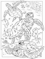 Coloring Pages Ocean Animal Kids Printable Sea Animals Color Creatures Adults Colouring Print Sheet Adult Detailed sketch template