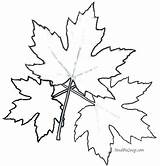 Maple Leaf Coloring Pages Leaves Sugar Toronto Tree Oak Printable Colouring Getcolorings Color Getdrawings Leafs Drawing Print Colorings sketch template
