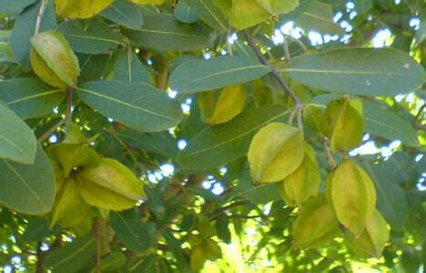 arjuna tree terminalia arjuna medicinal   health benefits