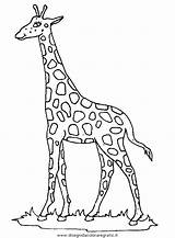 Giraffa Giraffe Giraffen Disegnidacoloraregratis sketch template