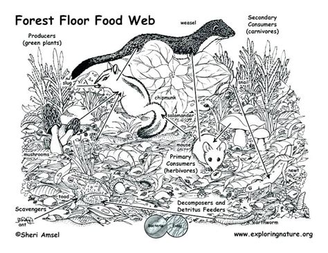 forest floor  food chain  intricate web  activity bird