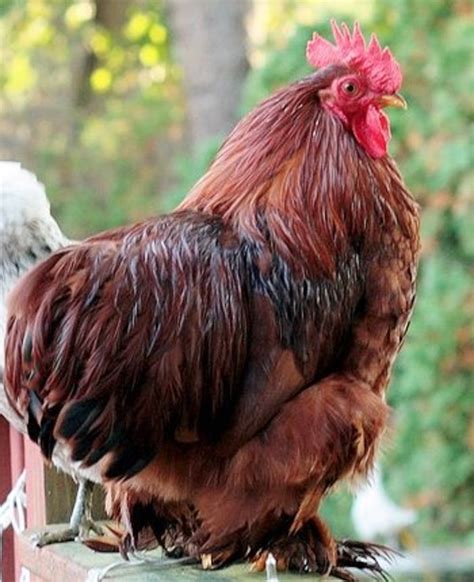 Red Cochin Bantam Bantam Chicks For Sale Cackle Hatchery