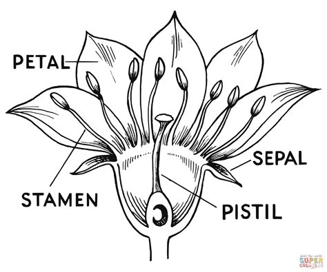 flower parts coloring page  printable coloring pages