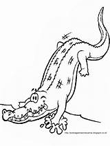 Buaya Mewarnai Kunjungi Paud Alligator sketch template
