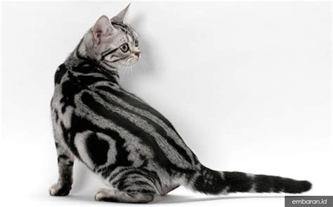 kucing american shorthair kenali sejarah ciri hingga harganya