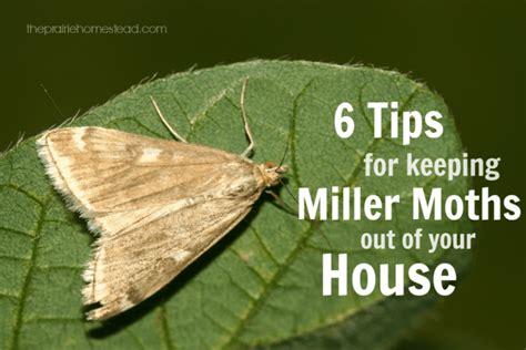 6 Ways To Keep Miller Moths Out Of Your House • The Prairie Homestead