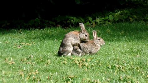 mating rabbits youtube