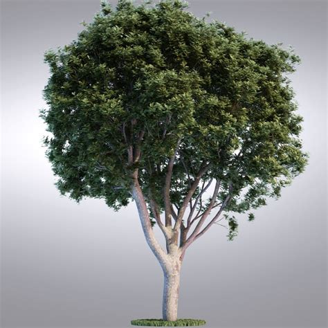 realistic series tree  max