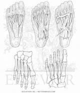 Foot Muscles Coloring Anatomy Pages Drawing Skeleton Book Netter Printable Intrinsic Pricing Getdrawings Getcolorings Netterimages sketch template