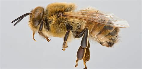 drone  male bee  functioning