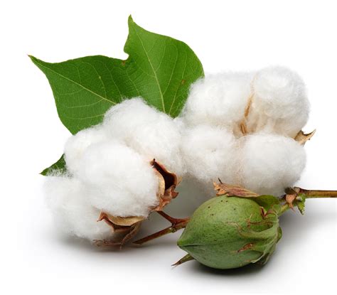 organic cotton  gots certification