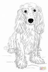 Cocker Spaniel Draw Drawing Coloring Pages English Step Dog Dogs Supercoloring Printable Tutorials Easy Drawings Kids Beginners Tutorial Realistic Pencil sketch template