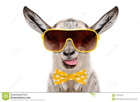 Portrait Of Funny Gray Goat In A Sunglasses And Bow Tie
