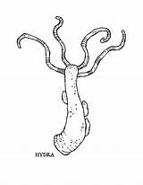 Hydra Getdrawings Wizard101 sketch template