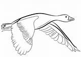 Gans Oie Pato Fliegende Voando Kaczka Kolorowanki Oiseau Kolorowanka Rysunek Vole Goose Patos Gänse Druku Canard sketch template