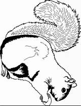 Squirrel Coloring Pages Color Print Coloring2print sketch template
