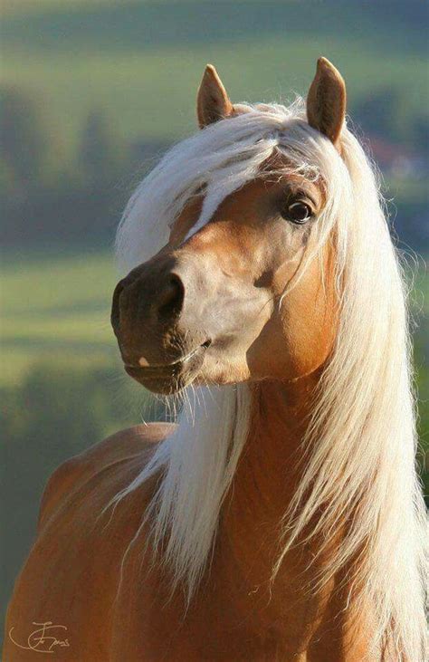 stunning horses beautiful horses