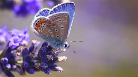 full size wallpaper blue butterfly hd   wallpaper hd