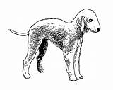 Bedlington Terrier  Drawing Dog Line Pixels Preview Size Choose Board sketch template