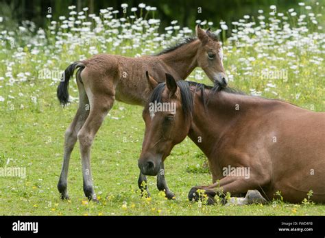 baby horse  mother  field  flowers stock photo alamy
