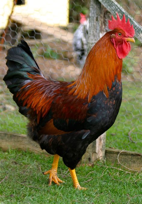 welsummer chickens breed information chickens backyard beautiful chickens pet chickens