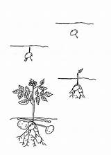 Potato Coloring Plants sketch template