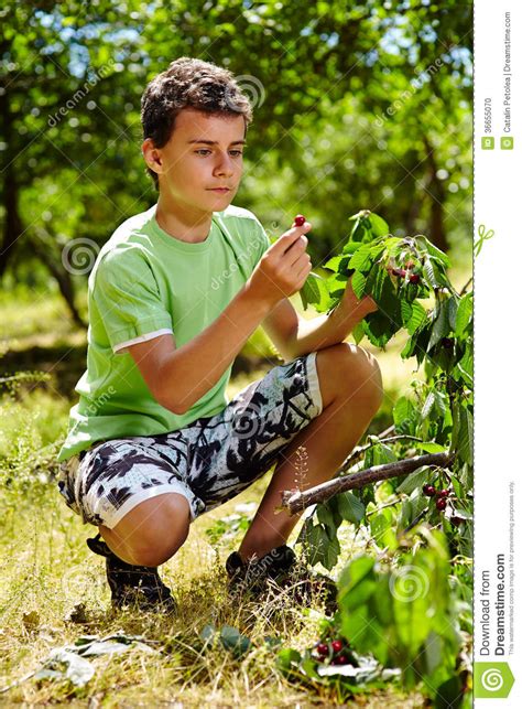 少年孩子采摘樱桃 库存照片 图片 包括有 樱桃 生物 本质 孩子 绿色 种田 户外 手工