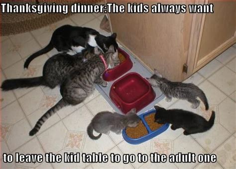 10 thanksgiving lolcats the mary sue