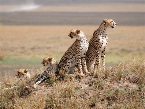 serengeti national park jenman african safaris