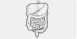 System Organ Drawing Human Digestive Coloring Body Corpo Humano Angle Face Book Pngwing sketch template