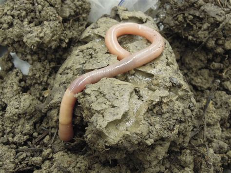 endangered earthworms earthworm