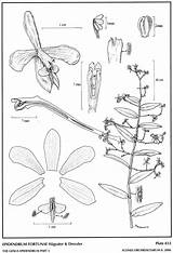 Fortunae Herbaria Amo Lopez Hágsater Dressler Subgroup Epidendrum 2006 Drawing Type Website Group sketch template