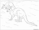 Red Pages Two Coloring Kangaroos Color sketch template