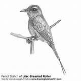 Roller Lilac Breasted Drawing Drawingtutorials101 Pencil sketch template