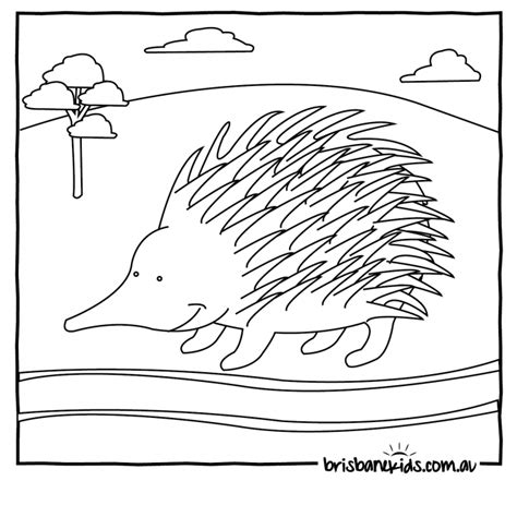 australian animals colouring pages brisbane kids bird coloring pages