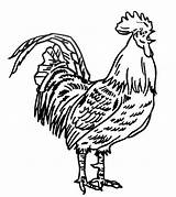 Coq Coloriages Colorier Poule Dessiner Plumes Gratuit Rooster Naturaliste Mâle Clipartmag sketch template