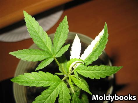 10 Odd Realities With Pictures About Growing Cannabis