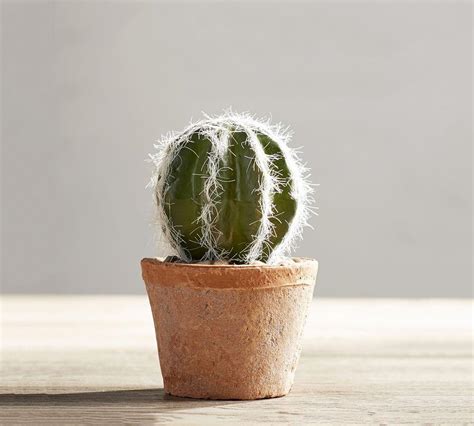 potted mini cactus pottery barn au